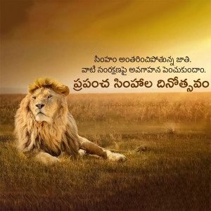 Lion lying in a field of tall grass at sunset with Telugu text overlay
