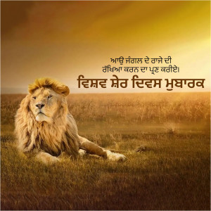 Lion resting in a field with birthday wishes in Punjabi
