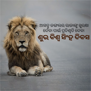 Close-up of a majestic lion lying down, with text overlay in Odia script.