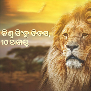 Close-up of a male lion with text overlay in an unknown language.