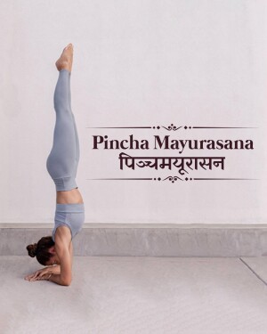Woman performing the Pinch Mayurasana yoga pose, also known as the Feathered Peacock Pose.