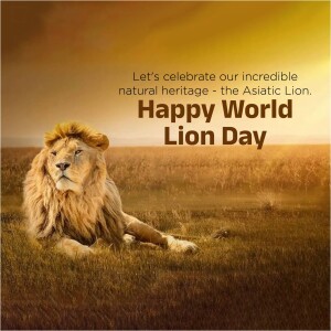 Asiatic Lion resting in a field with text celebrating World Lion Day