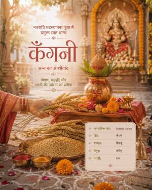 Setaria italica Kangni grain used in Navratri Ghatasthapana puja