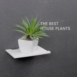 Minimalist Indoor Plant Decor Branding Post For Telegram