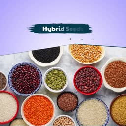 Variety Of Grains And Legumes In Bowls Advertisement For LinkedIn