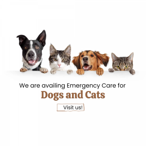 Emergency Veterinary Care For Dogs And Cats Banner For LinkedIn