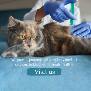 Professional Veterinary Services For Cats Social Media Post For WhatsApp