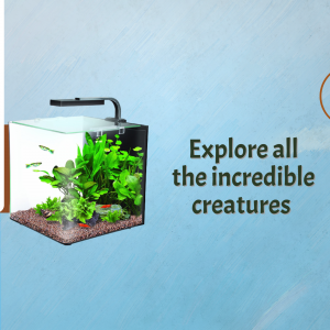 Incredible Aquarium Creatures Graphic For Pinterest