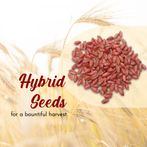 Hybrid Seeds For Bountiful Harvest Advertisement For Twitter