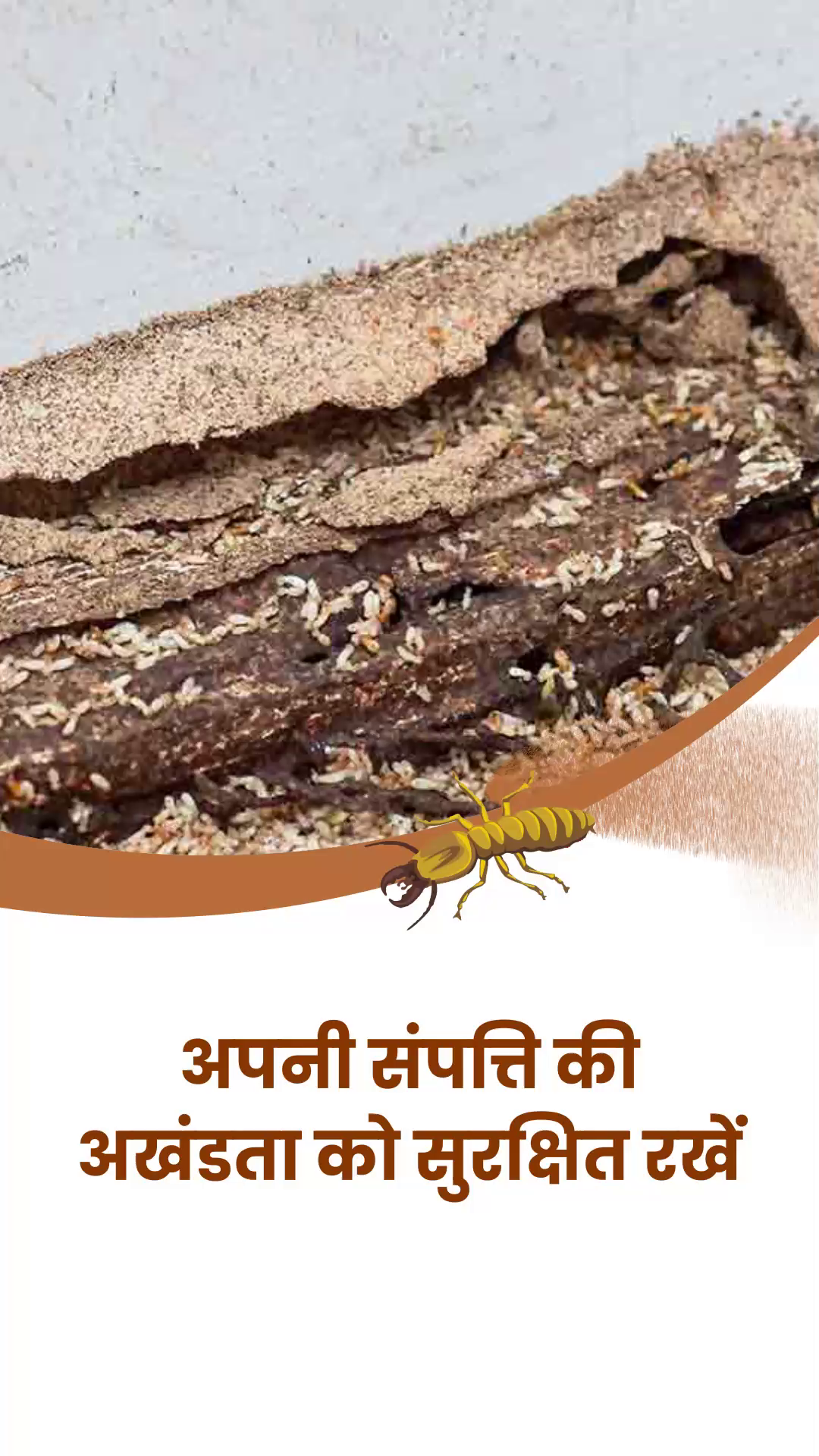 Protect Your Property From Termite Infestation Template For X